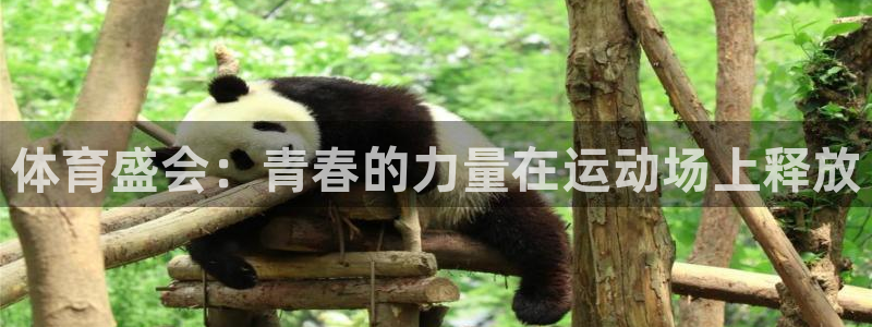 天天体育京鲁交锋史：体育盛会：青春的力量在运动场上释放